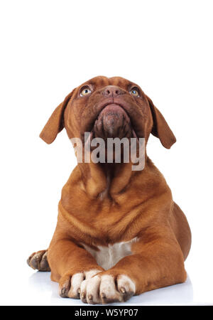 Curieux petit dogue de Bordeaux puppy dog recherche tout en étant allongé sur fond blanc Banque D'Images