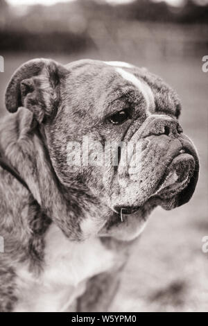 1940 3/4 PROFIL DU VISAGE DE BOULEDOGUE - d574 HAR001 HARS HAR001 old fashioned Banque D'Images