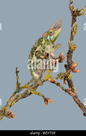 Jackson's Chameleon (Chamaeleo jacksonii, xantholophus) Banque D'Images