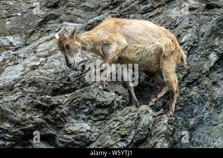 Hemitragus jemlahicus, tahr de l'Himalaya, une grosse chèvre de montagne, est debout sur le roc Banque D'Images