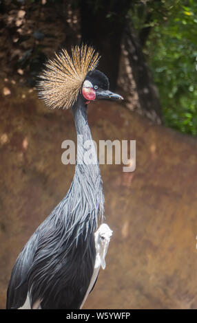 Grue couronnée grise (Balearica regulorum), un oiseau de la famille de la grue, trouvés en Afrique orientale et australe. Il est l'oiseau national de l'Ouganda. Banque D'Images