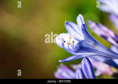 Un gros plan d'une fleur d'un Africain Lily (Agapanthus) Banque D'Images