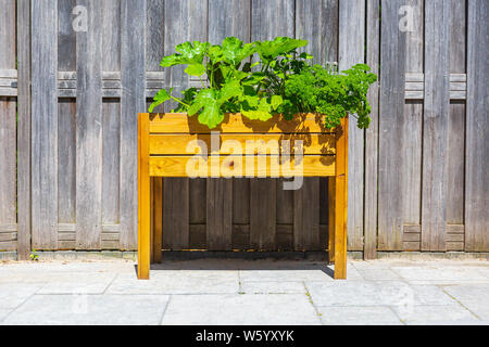 Design en bois table de cuisine potager de légumes et d'herbes dans un jardin avec une clôture en plein soleil. L'agriculture de subsistance, l'actif et en bonne santé Banque D'Images