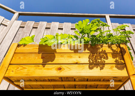 Design en bois table de cuisine potager de légumes et d'herbes dans un jardin avec une clôture en plein soleil. L'agriculture de subsistance, l'actif et en bonne santé Banque D'Images