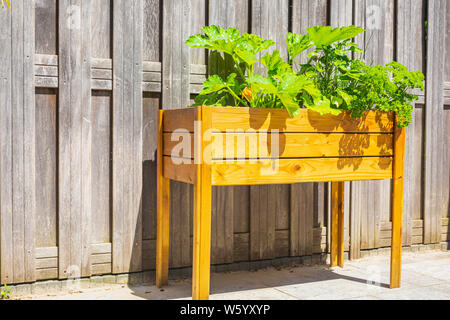 Design en bois table de cuisine potager de légumes et d'herbes dans un jardin avec une clôture en plein soleil. L'agriculture de subsistance, l'actif et en bonne santé Banque D'Images