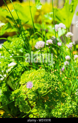 Design en bois table de cuisine potager de légumes et d'herbes dans un jardin avec une clôture en plein soleil. L'agriculture de subsistance, l'actif et en bonne santé Banque D'Images