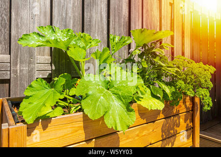 Design en bois table de cuisine potager de légumes et d'herbes dans un jardin avec une clôture en plein soleil. L'agriculture de subsistance, l'actif et en bonne santé Banque D'Images