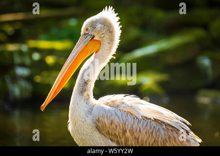 Libre d'un pélican frisé Pelecanus crispus Banque D'Images