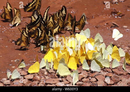 De nombreux papillons pieridae jaune collecte d'eau sur le plancher de la boue, les papillons se nourrissent dans les marais de sel minéral en forêt. Le Brésil. Acig u falls Banque D'Images