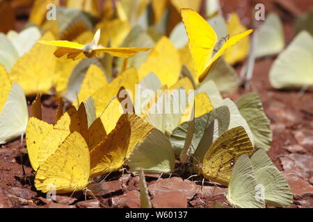 De nombreux papillons pieridae jaune collecte d'eau sur le plancher de la boue, les papillons se nourrissent dans les marais de sel minéral en forêt. Le Brésil. Acig u falls Banque D'Images