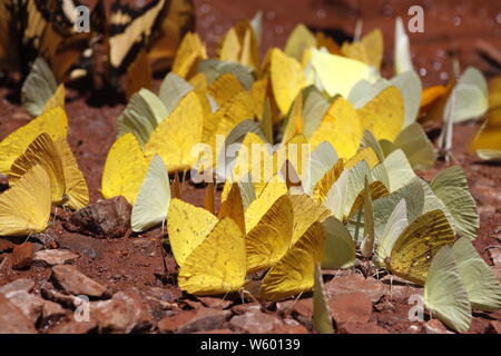 De nombreux papillons pieridae jaune collecte d'eau sur le plancher de la boue, les papillons se nourrissent dans les marais de sel minéral en forêt. Le Brésil. Acig u falls Banque D'Images