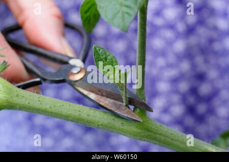 Solanum lycopersicum 'Sweet Millions'. La suppression des pousses latérales sur un plant de tomate avec des ciseaux Banque D'Images