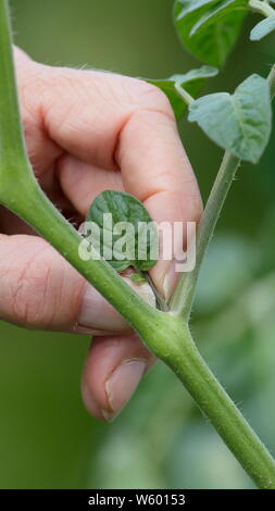 Solanum lycopersicum 'Sweet Millions'. La suppression des pousses latérales sur un plant de tomate à la main en juin. UK Banque D'Images