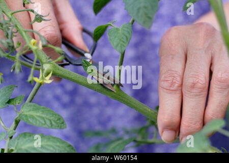 Solanum lycopersicum 'Sweet Millions'. La suppression des pousses latérales sur un plant de tomate avec des ciseaux Banque D'Images