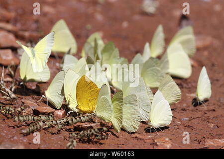 De nombreux papillons pieridae jaune collecte d'eau sur le plancher de la boue, les papillons se nourrissent dans les marais de sel minéral en forêt. Le Brésil. Acig u falls Banque D'Images