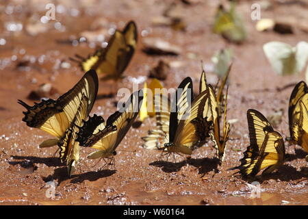 De nombreux papillons pieridae jaune collecte d'eau sur le plancher de la boue, les papillons se nourrissent dans les marais de sel minéral en forêt. Le Brésil. Acig u falls Banque D'Images