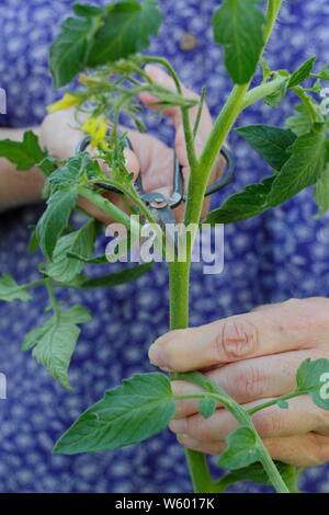 Solanum lycopersicum 'Sweet Millions'. La suppression des pousses latérales sur un plant de tomate avec des ciseaux Banque D'Images