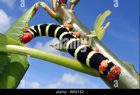 Close up d'un frangipanier Pseudosphinx tetrio (caterpillar) avec une lime et noir velouté corps rayé orange pêche, sa queue et ses pattes, et red head bent sur Banque D'Images