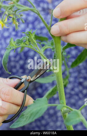 Solanum lycopersicum 'Sweet Millions'. La suppression des pousses latérales sur un plant de tomate avec des ciseaux Banque D'Images