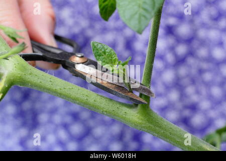 Solanum lycopersicum 'Sweet Millions'. La suppression des pousses latérales sur un plant de tomate avec des ciseaux Banque D'Images