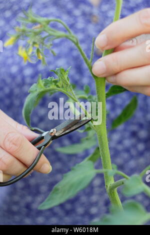 Solanum lycopersicum 'Sweet Millions'. La suppression des pousses latérales sur un plant de tomate avec des ciseaux Banque D'Images