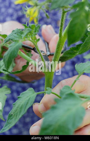 Solanum lycopersicum 'Sweet Millions'. La suppression des pousses latérales sur un plant de tomate avec des ciseaux Banque D'Images