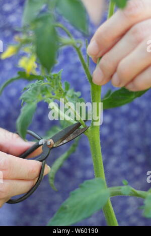 Solanum lycopersicum 'Sweet Millions'. La suppression des pousses latérales sur un plant de tomate avec des ciseaux Banque D'Images