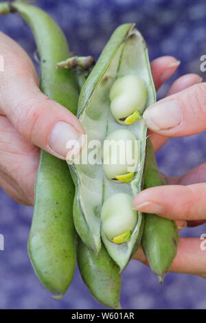 Vicia faba l 'fèves' Sutton bombardée par les femmes de jardinier. Aga Banque D'Images