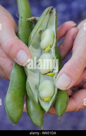 Vicia faba l 'fèves' Sutton bombardée par les femmes de jardinier. Aga Banque D'Images