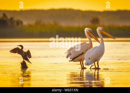 Des pélicans et des aigrettes au coucher du soleil dans le Delta du Danube, Roumanie Banque D'Images