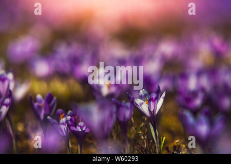 Terrain Crocus close-up avec belle lumière Banque D'Images