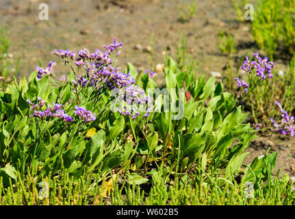 La lavande de mer (Limonium vulgare) avec de plus en plus europaeaon samphire (Salicornia la mer dans le port de Chichester, West Wittering, West Sussex, Angleterre, Royaume-Uni Banque D'Images