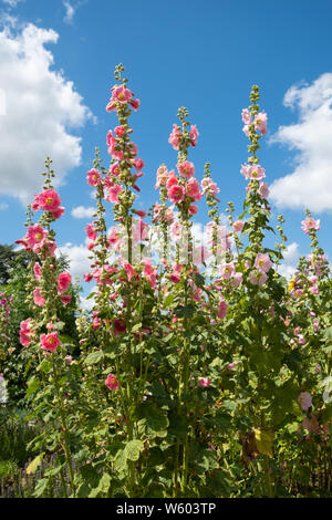 Pink roses trémières, tall fleurs vivaces dans un jardin anglais en juillet ou l'été, UK Banque D'Images