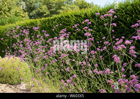 Purpletop verveine (Verbena bonariensis) fleurs dans un jardin en été, au Royaume-Uni. Peut être cultivée comme une annuelle ou de floraison des plantes vivaces herbacées. Banque D'Images