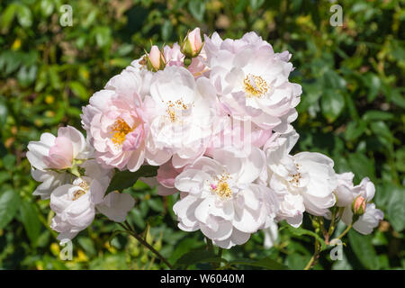 Scarborough Fair variété de rosier anglais arbustif (Rosa) ausoran produites par David Austin. Fleurs rose pâle Banque D'Images