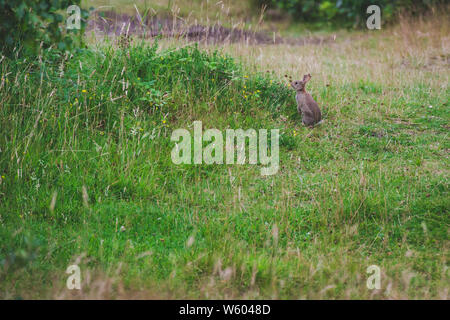 Un lapin assis sur ses pattes à plus de hautes herbes Banque D'Images