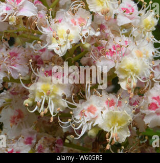 Une variété cultivée de châtaigniers (Aesculus hippocastanum) avec de grandes fleurs décoratives roses et jaunes. Wimpole, Cambridgeshire, Royaume-Uni Banque D'Images