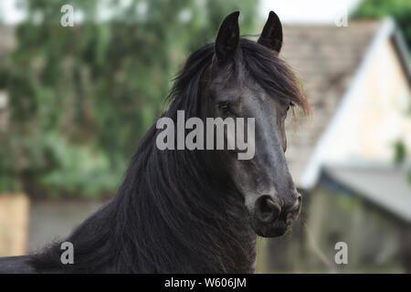 Tête d'un cheval frison. Cheval frison noir. Banque D'Images