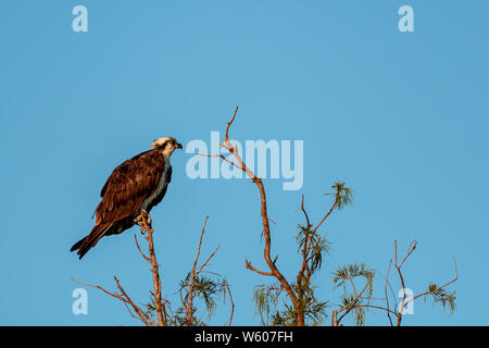 Osprey dans un arbre les yeux dans la distance par une belle journée ensoleillée Banque D'Images