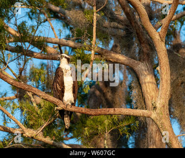 Osprey dans un arbre les yeux dans la distance par une belle journée ensoleillée Banque D'Images