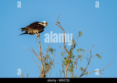 Osprey dans un arbre les yeux dans la distance par une belle journée ensoleillée Banque D'Images