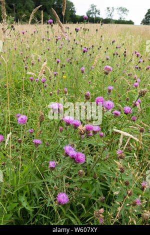 Hardheads, la centaurée, la centaurée noire Centaurea nigra, fleurs sauvages, prairie, fleurs sauvages, Sussex, Juillet Banque D'Images