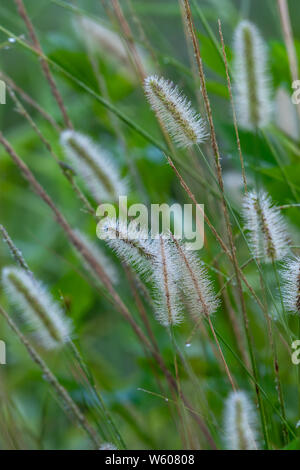 Blanc doux herbe fontaine plus laineux - herbe ornementale Banque D'Images