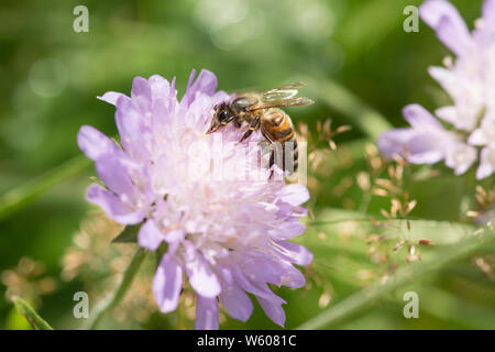 L'alimentation de l'Abeille sur terrain Knautia arvensis, scabious, Sussex, UK, Juillet Banque D'Images