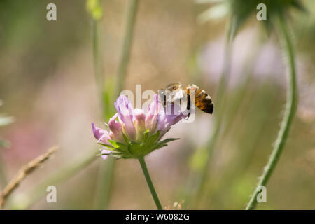 L'alimentation de l'Abeille sur terrain Knautia arvensis, scabious, Sussex, UK, Juillet Banque D'Images