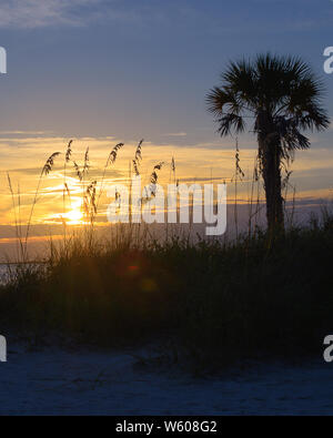 Silhouette de la plage avec un palmier et la mousse de mer et l'océan au loin au coucher du soleil - vertical shot Banque D'Images
