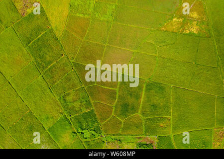 De haut en bas Vue aérienne d'une mosaïque de champs de riz coloré et Rhône-Alpes en Asie Banque D'Images