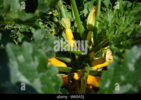 Légumes croissant sous les feuilles dans l'air extérieur jardin communautaire. Banque D'Images