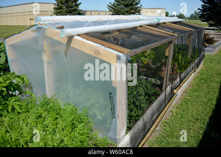 Pépinière de fortune green house en potager communautaire en plein air Banque D'Images