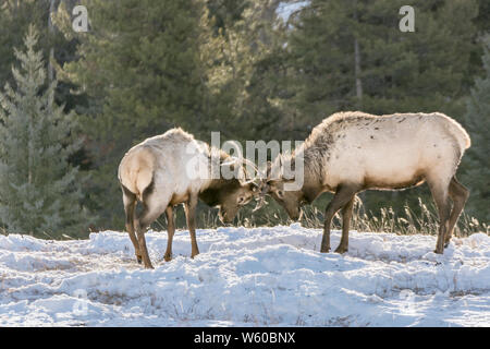 L'entraînement de wapitis dans le parc national Banff, Alberta, Canada Banque D'Images